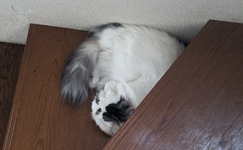 階段、床に寝転がるネコ